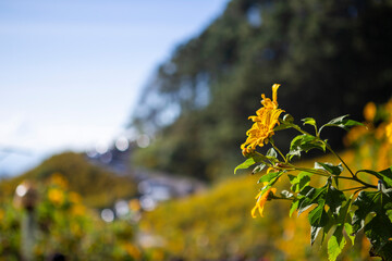 selective focus, yellow flower field on the mountain. landscape with clear sky. Sunflower field, Mae Hong Son, Thailand. Background image.