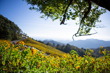 Landscape yellow flower field on the mountain. landscape with clear sky. Sunflower field, Mae Hong Son, Thailand. Background image.
