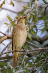 Thrush Nightingale, Luscinia luscinia.
