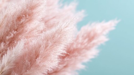 Obraz premium A beautifully textured display of soft pink pampas grass against a calming blue background, creating a serene and tranquil atmosphere that's perfect for any decor style.