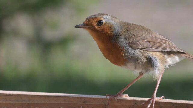 Robin (Erithacus rubecula) adult eating sunflower hearts and an insect from a small bird table on a windowsill. June, Kent, UK [Slow motion x5]