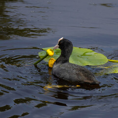 Eurasian coot (Fulica atra). Waterfowl swimming in blue water of a wetland pond.