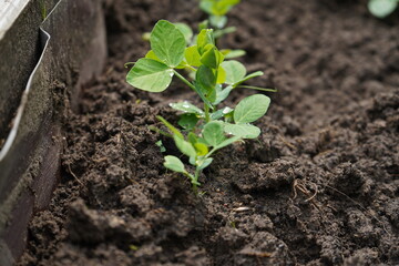 Sprouts of young pea plants grow in rows in a field in the rays of the sun. Selective focus.