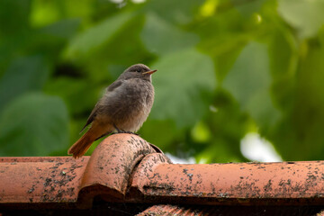 Small bird Black Redstart which is common in Europe gardens.