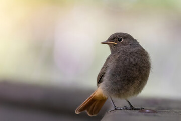 Close up portrait of a cute fledgling, a black redstart