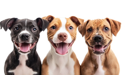 Group of three happy dogs, adorable group of puppies close up face, isolated on transparent background.