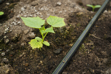 cucumbers in a greenhouse, drip irrigation, zucchini seedlings, sprouts, watering vegetables, vegetable growing, growing vegetables in a greenhouse, vitamins, food, gardening, fresh vegetable