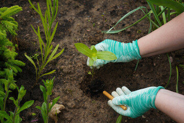 gardener plants flowers in the garden close-up