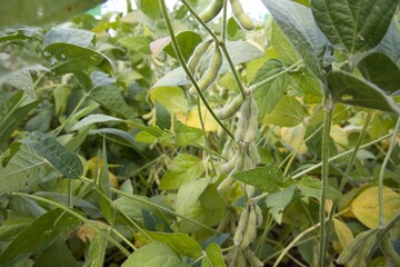 soybean plantation