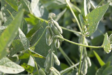 soybean plantation