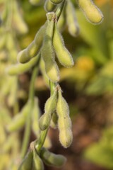 soybean plantation