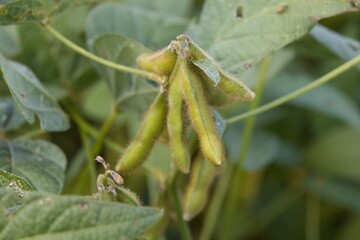 soybean plantation