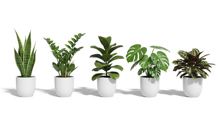 Fototapeta premium Six Indoor Plants in White Ceramic Pots on White Background