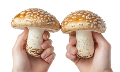 Portrait of a beautiful young woman with a handsome man with happy expression, isolated on transparent background.