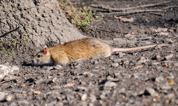 Wild Brown Rat (Rattus norvegicus)  foraging on the ground in the open on a sunny day