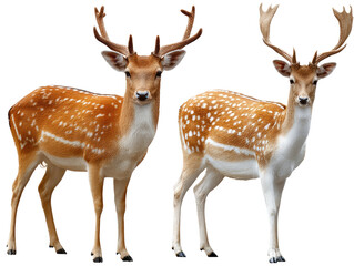 Majestic Fallow Deer Duo: Two magnificent fallow deer, each with unique antler and coat patterns, stand in a studio setting, their striking features beautifully highlighted.