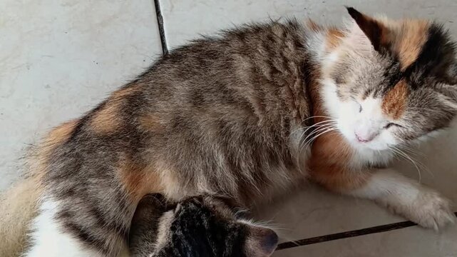 a female cat with soft, thick fur, lying on the floor while breastfeeding her gray kitten like a tilapia fish.