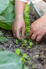 Woman farmer removing weeds