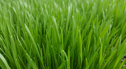 Green Grass