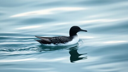 A solitary bird glides gently across the smooth water surface