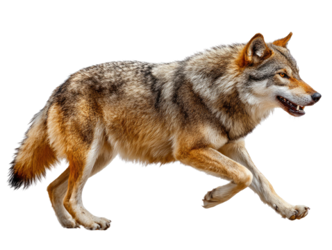 Majestic Wolf in Motion: A solitary gray wolf sprints dynamically, showcasing its raw power and agility, against a neutral background, a symbol of wilderness.