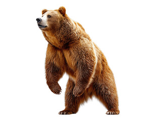 Majestic Bear in Contemplation: A powerful grizzly bear stands tall, its gaze directed towards the sky, embodying strength, wildness, and a moment of reflection.