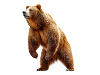 Majestic Bear in Contemplation: A powerful grizzly bear stands tall, its gaze directed towards the sky, embodying strength, wildness, and a moment of reflection.