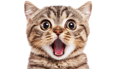 Obraz premium Cute tabby cat looking shocked isolated on transparent background.