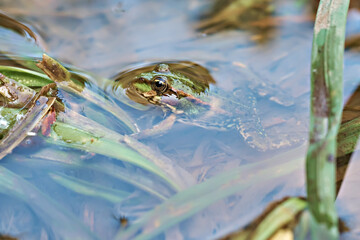 Marsh frog (Pelophylax ridibundus), frog in water