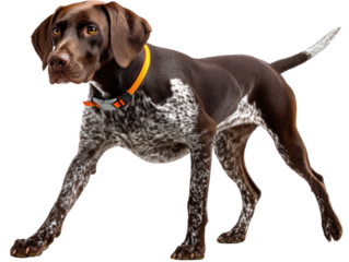 Graceful Canine Portrait: Capturing the elegance of a German Shorthaired Pointer, showcasing its distinctive coat pattern, alert expression, and poised posture.