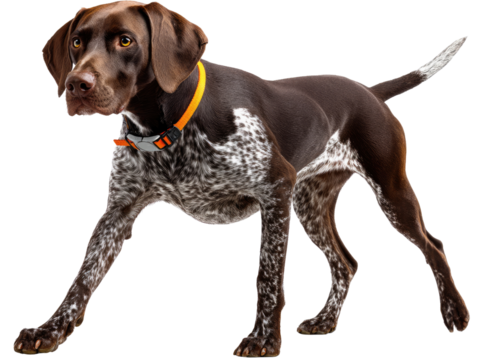 Graceful Canine Portrait: Capturing the elegance of a German Shorthaired Pointer, showcasing its distinctive coat pattern, alert expression, and poised posture.