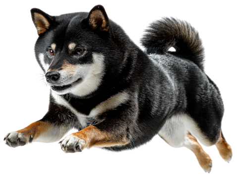 Dynamic Shiba Inu: A dynamic Shiba Inu gracefully leaping through the air, exhibiting an explosion of energy and vitality, with a vivid display of its exquisite features.