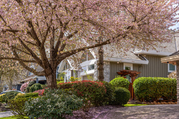 Two story stucco luxury house with nice spring blossom landscape in Vancouver, Canada, North America. Day time on June 2025.