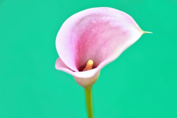 Fototapeta premium Flower head of pink calla lily Zantedeschia aethiopica against green background. Soft focus against green background after the rain.
