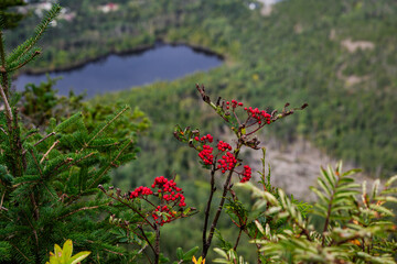 high angle view of a land with a green tree forest in summer and red wildflowers in the foreground
