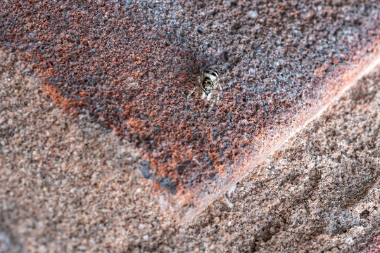 Macro of Zebra Jumping Spider (Salticus scenicus)