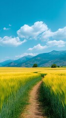 Fototapeta premium Vibrant golden field under a clear blue sky.