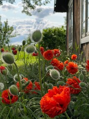 Red Poppy flowers in the garden