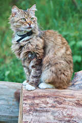 Portrait of a cat in nature sitting on a stump. Selective focus.