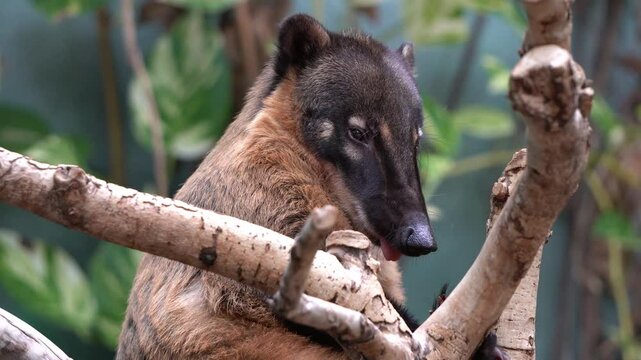 Upper body of the South American coati (Nasua nasua), also known as the ring-tailed coati.