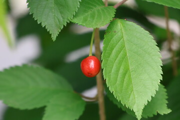 Cherry blossom fruit