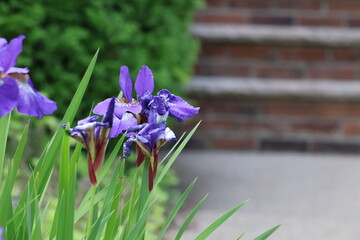 Iris Flowers in bloom