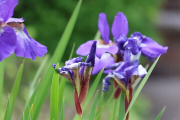 Iris Flowers in bloom