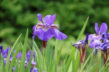 Iris Flowers in bloom