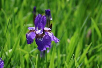 Iris Flowers in bloom
