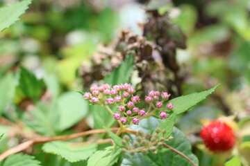Faux strawberry
