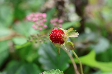 Faux Strawberry in a garden bed.