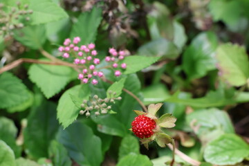 Faux Strawberry in a garden bed.