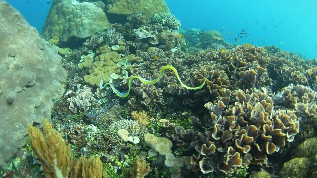A blue ribbon eel, Rhinomuraena quaesita, swims over a coral reef in the Pantar Strait, near the island of Alor, Indonesia. This spectacular species rarely swims out in the open during daylight.