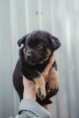 A puppy in a woman's hands. A little dog looks at the camera. Puppy in hands.